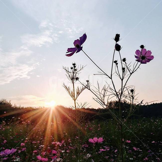 코스모스,가을,석양,가을하늘,저녁하늘,꽃