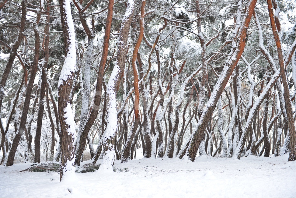 tree,나무,plant,식물,nature,자연,outdoors,옥외,winter,snow,눈,storm,폭풍,blizzard,눈보라,treetrunk,나무줄기,경주,삼릉,삼릉소나무,삼릉솔숲,소나무,솔숲,삼릉설경,솔숲설경,겨울,계절,겨울,계절,winter,season,자연,풍경,nature,landscape