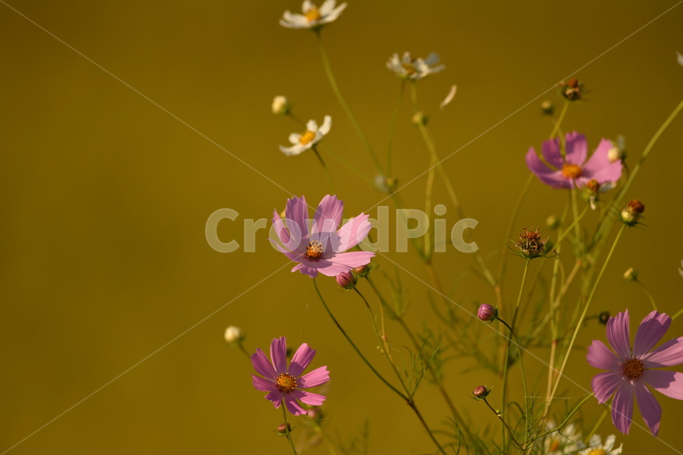 자연,꽃,가을,오후,코스모스,가을,계절,fall,autumn,season,식물,자연,plants,nature,꽃,flower,plant
