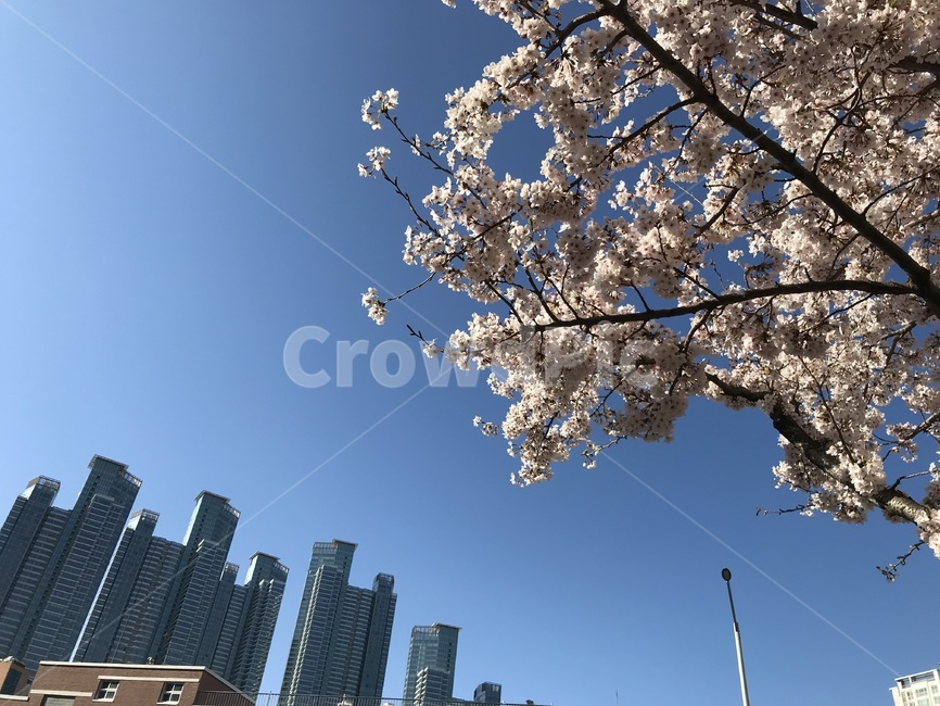 벚꽃,하늘,봄,아파트,푸른색,분홍색,푸른,분홍,구름,봄,계절,spring,season,도시,풍경,city,landscape,한국도시풍경,한국도시경관,korea cityscape,plant,식물