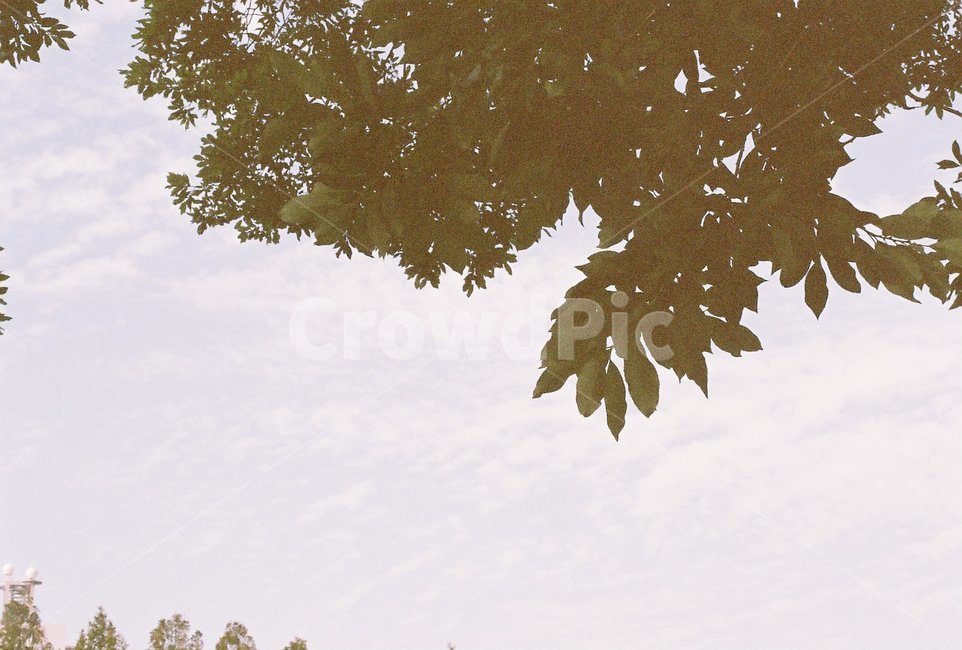 leaf,잎,plant,식물,tree,나무,필름사진,감성사진