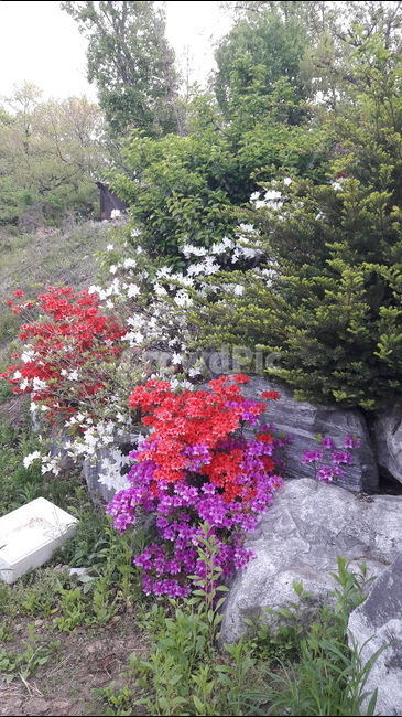 식물,꽃,분홍,빨강,하얀색,식물,자연,plants,nature,꽃,flower