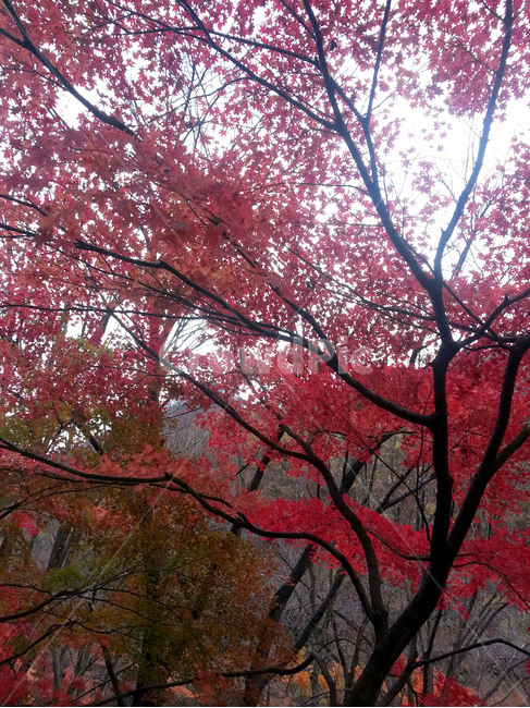 단풍,애기단풍,빨강,낙엽,가을,절정,Koreafallfoliage,가을,계절,fall,autumn,season,식물,자연,plants,nature,나무,trees,wood,tree,plant,maple,leaf,잎