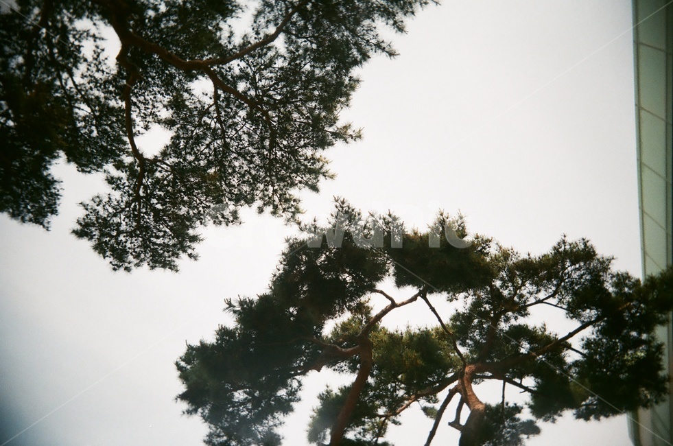 tree,나무,plant,식물,소나무,자연,필름사진,식물,자연,plants,nature