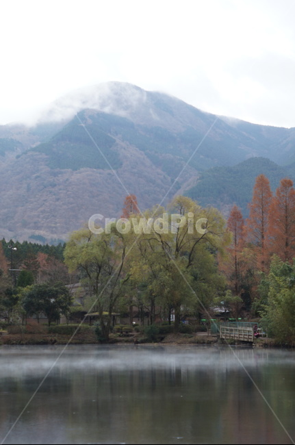 tree,나무,plant,식물,nature,outdoors,자연,abies