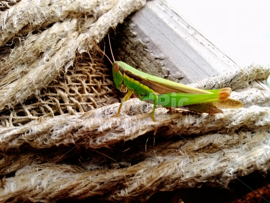 메뚜기,animal,무척추동물,곤충,insect,크리켓곤충