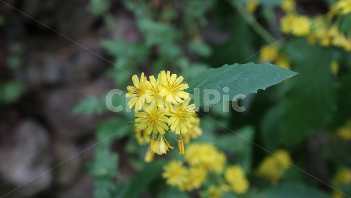 노랑,노랑꽃,작은꽃,소박함,식물,plant