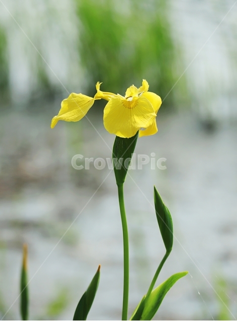 창포,노랑,빛,꽃잎,여름,식물,자연,plants,nature,꽃,flower