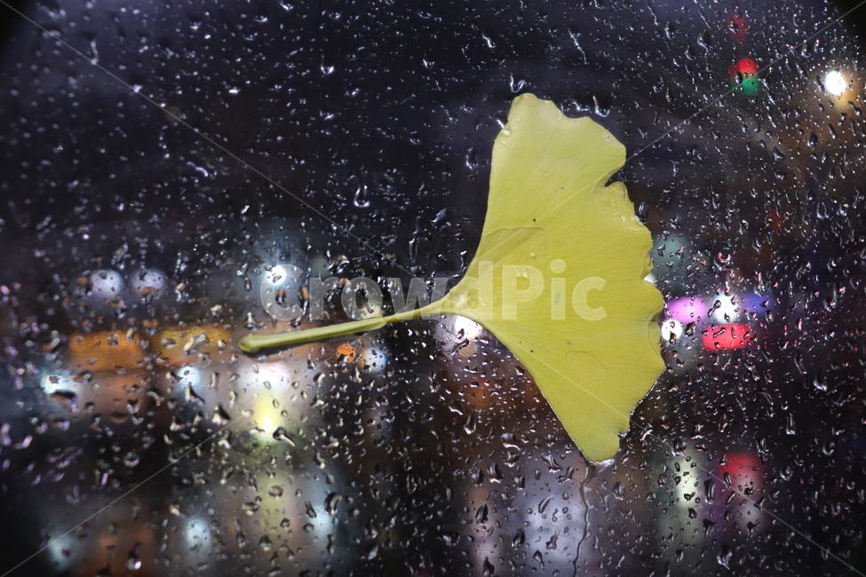 은행잎,낙엽,나뭇잎,빗방울,창문,유리창,가을,계절,fall,autumn,season,비,비오는날,rain,rainy,leaf,잎,plant,식물
