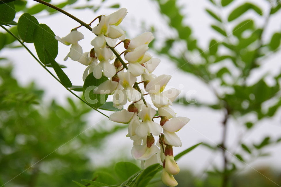 아카시아,꽃,아까시나무,나무,힌색,자연,식물,nature,plants,flower,플라워,향기,달콤한,힐링,healing,feeling,농촌