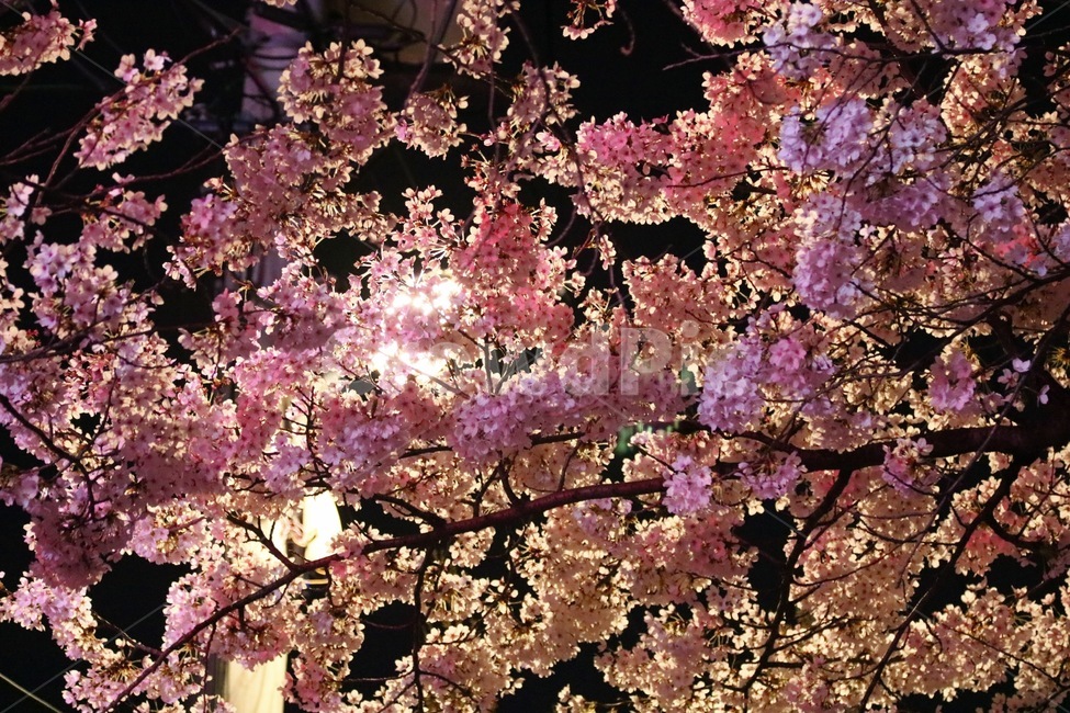 벚꽃,밤,봄꽃,가로등,벚꽃나무