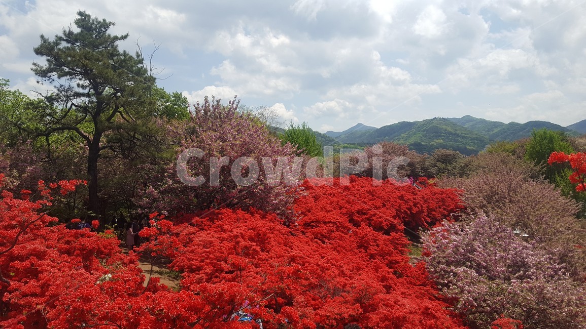 spring flowers,movables,mountain,azalea,flower viewing,red flower