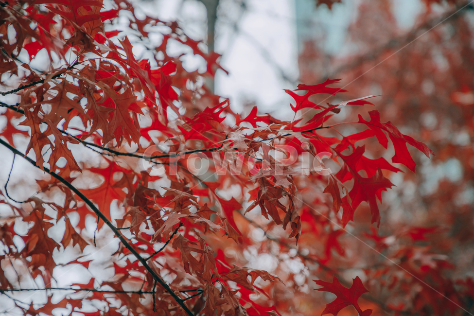 가을,단풍,나뭇잎,나무,붉은,빨간,잎,잎사귀,가을,계절,fall,autumn,season,leaf,plant,식물,tree,maple