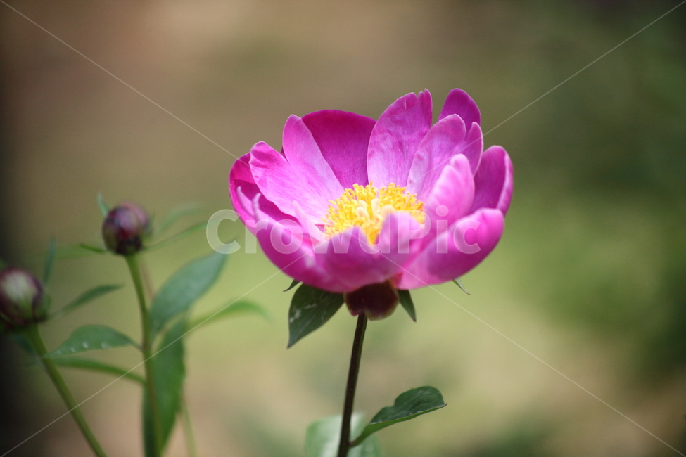 작약,꽃,봄,작약꽃,peonyroot