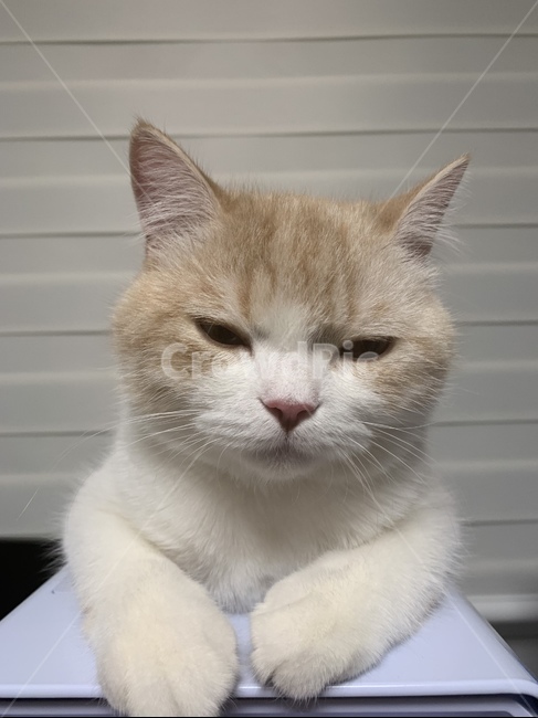 고양이,반려동물,스코티쉬,스트레이트,캣,cat,집사,심기풀편,화남,야옹이,애교쟁이,동물,animal,포유류,mammal,고양이,cat,kitten,kitty