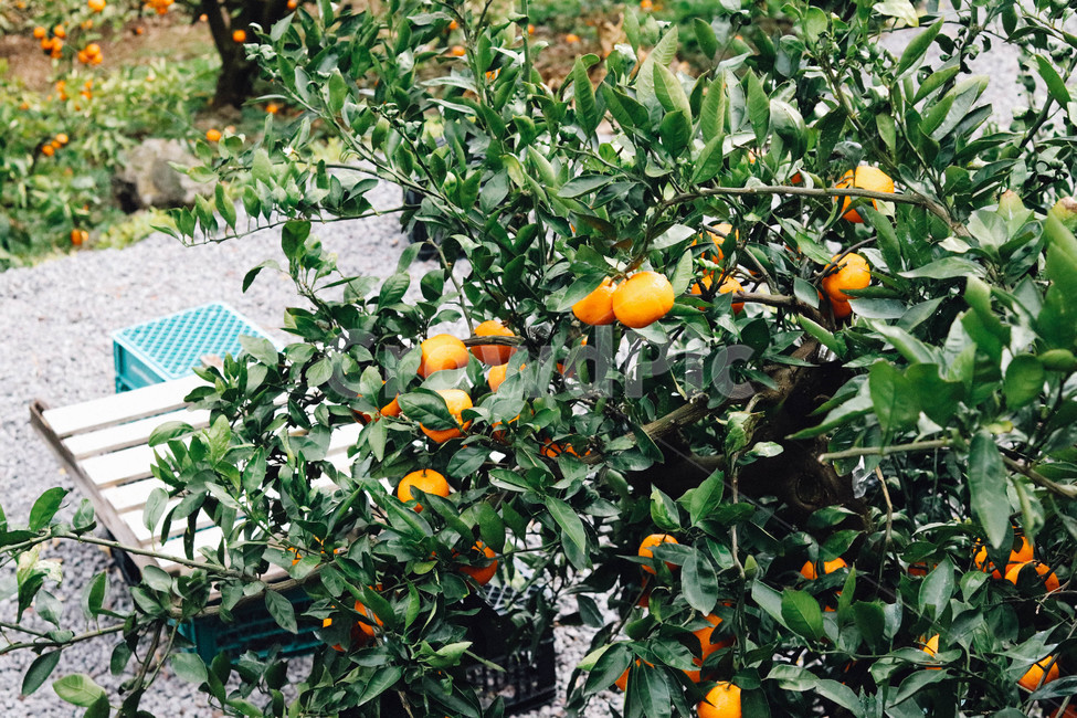 감귤,귤,제주도,제주,제주귤,과일,귤나무,비타민,과일,열매,fruit