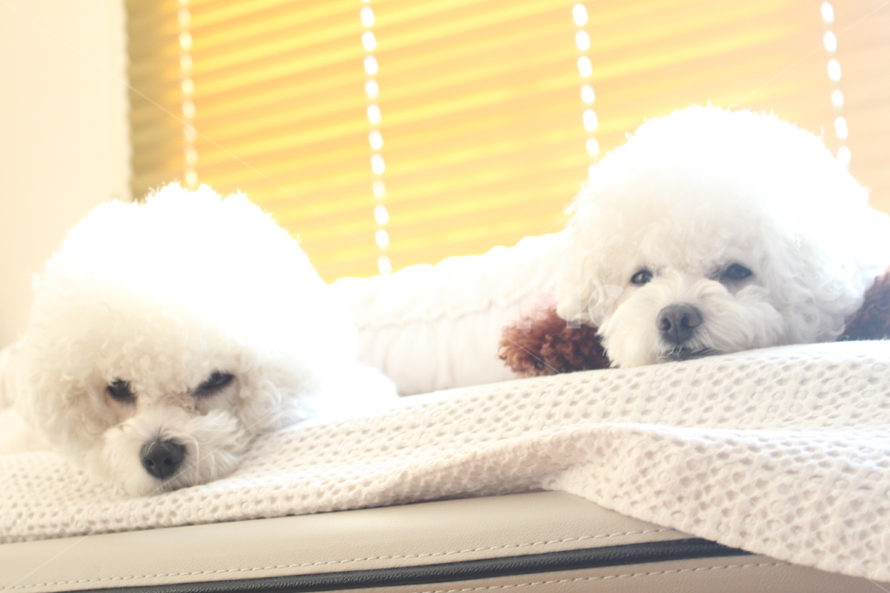 강아지,비숑,낮잠,집,이불,동물,animal,포유류,mammal,개,강아지,dog,doggy