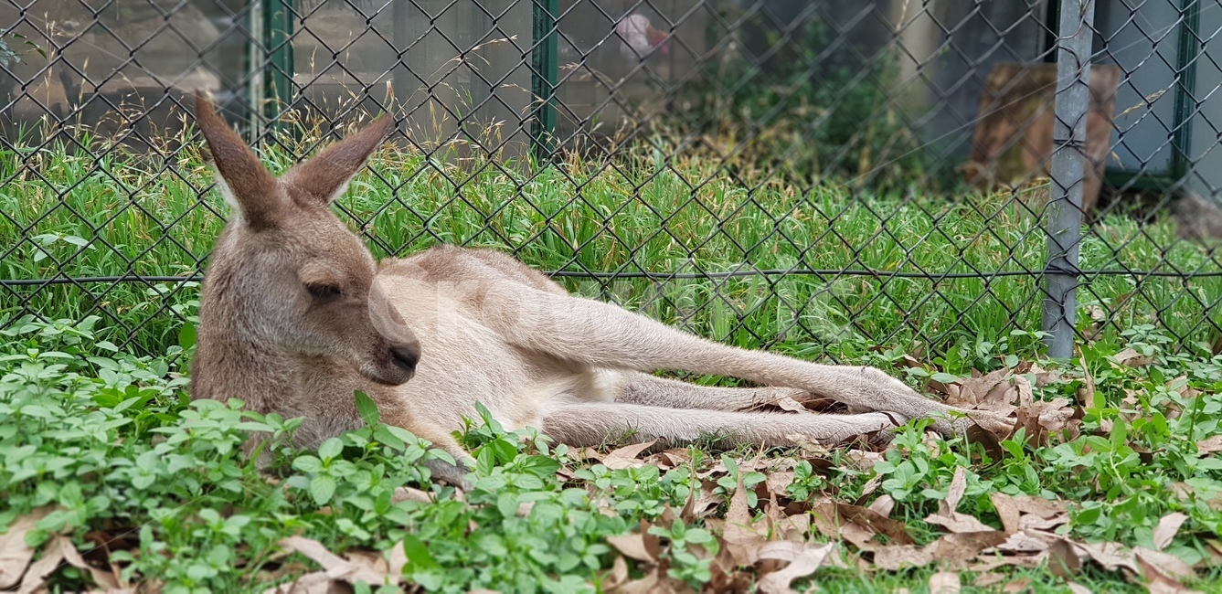 wallaby,왈라비,animal,동물,포유류,mammal,캥거루,kangaroo,동물원,동물,animal,포유류,mammal