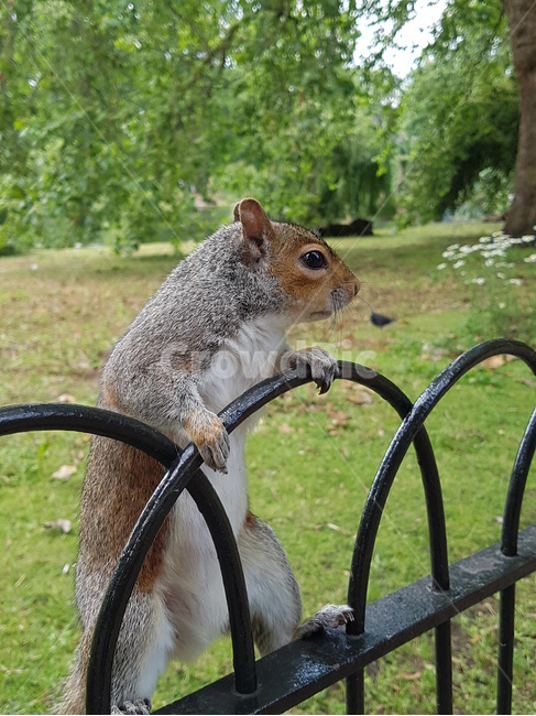 St James Park,squirrel,forest,white flower,tree,cuteness