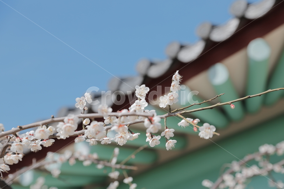 매화,꽃,Flower,홍매화,청매화,매실꽃,봄꽃,봄,계절,spring,season,한국전통,한국문화,korean traditional,korean culture,식물,자연,plants,nature,꽃,flower,감성,sensible,feeling,plant