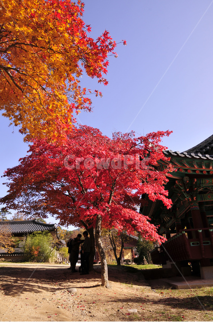 나무,tree,식물,불영사,가을불영사,단풍,가을,단청