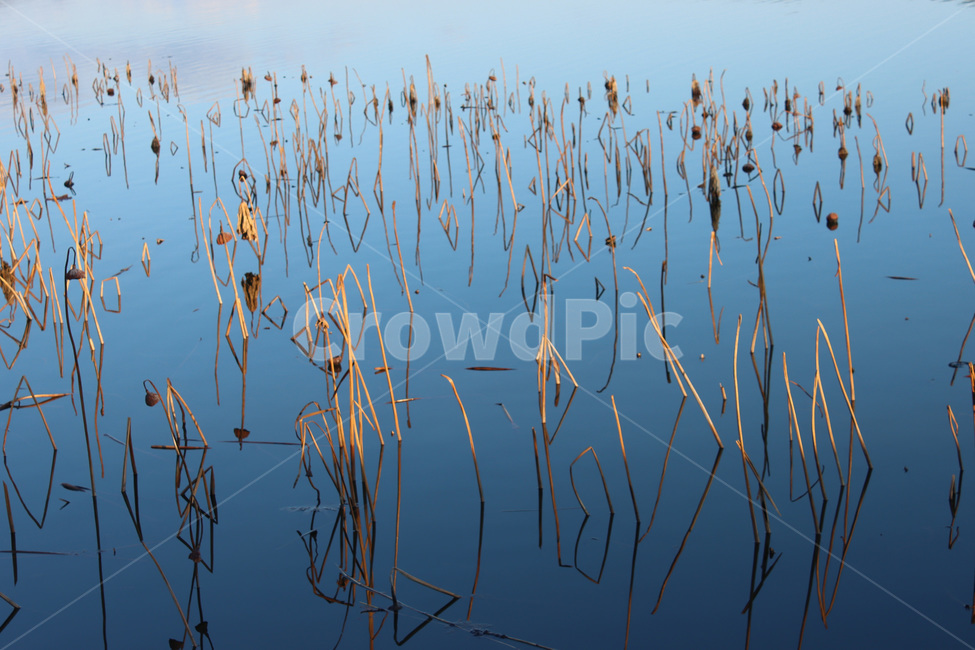 식물,plant,호수,연꽃줄기,강,물,water,푸른물결,수상,수상식물