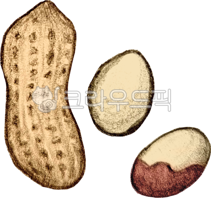 Nuts,nuts,health,slow aging,seeds,nuts,nut,unsaturated fat,unsaturated fatty acid,fat,nuts,omega 3,slow aging diet,oil,snack,longevity,drawing,hand drawing,pencil,sketch,peanut,peanut,peanut butter