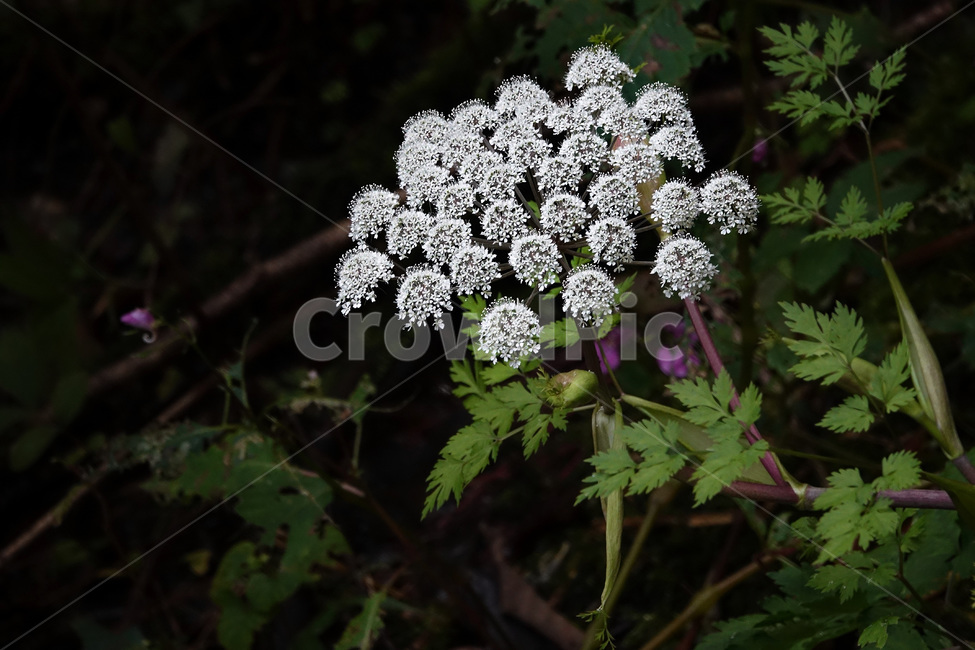 식물,꽃,자연,야생화,구릿대나물,식물,자연,plants,nature,꽃,flower