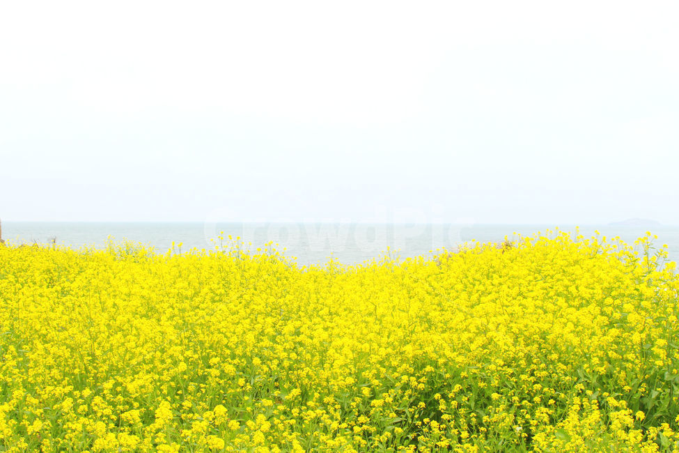 유채꽃,봄,바다,자연,노란색,노랑,flower,green