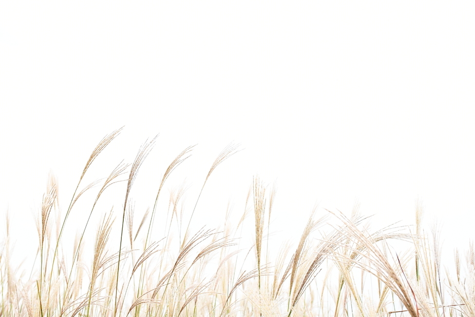 갈대,reed,가을,식물,하늘공원,plant,가을,계절,fall,autumn,season