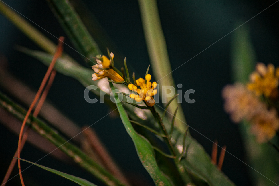 조화,조화꽃,꽃,노란색,풀잎,식물,자연,plants,nature,꽃,flower