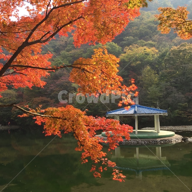 가을,계절,단풍잎,단풍,낙엽,단풍나무,정자,호수,식물,나무,잎