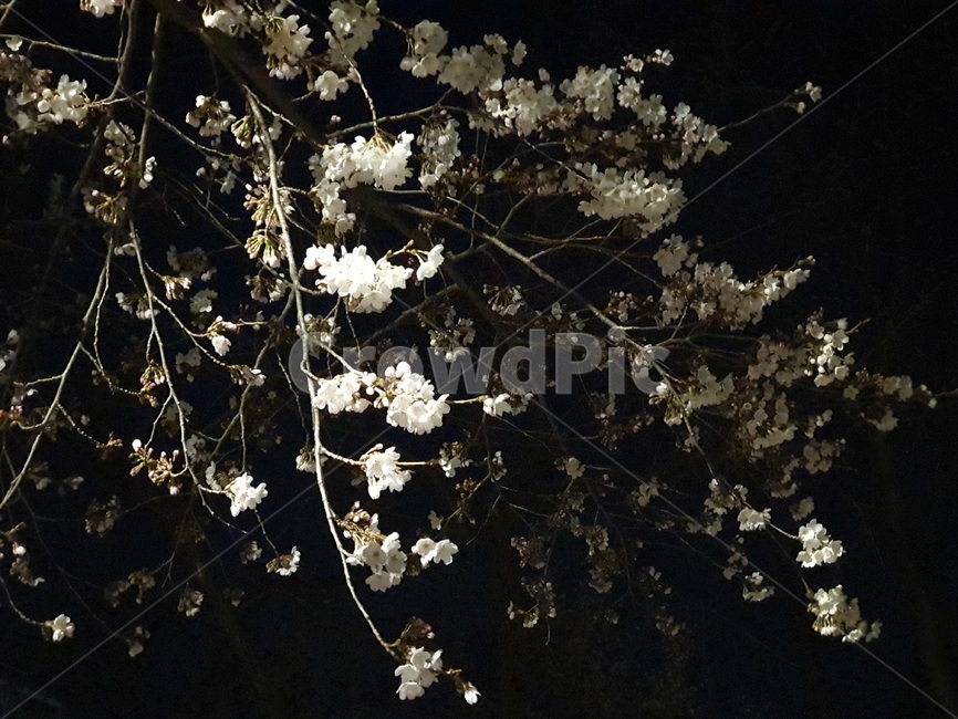 벚꽃,야경,산책,봄,벚,꽃,나무,식물,flower,cherry,blossom,plant,night,jogging,tree,calm