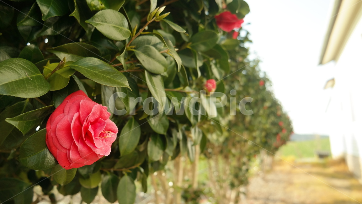 동백꽃,꽃,flower,plant,식물,감성,자연,하늘,빨간꽃,동백,camelliaflower