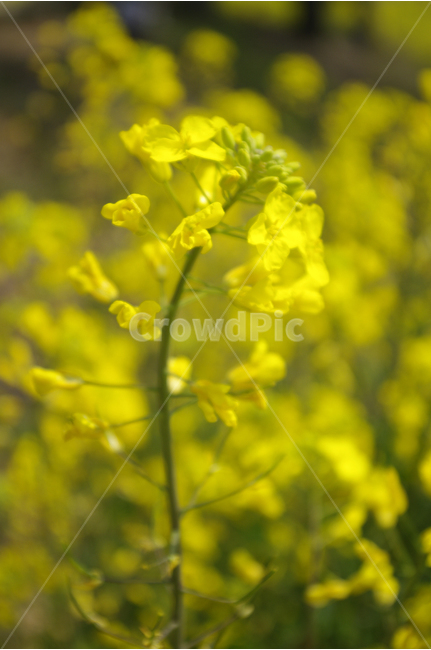 유채,유채꽃밭,꽃,봄,봄날,봄풍경,감성,spring,flower,노란색,식물,봄,계절,spring,season,식물,자연,plants,nature,꽃,flower