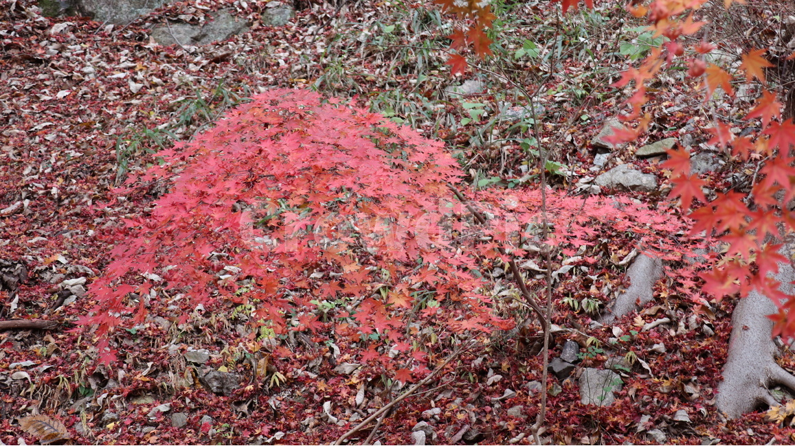 식물,잎,leaf,단풍,나무,가을,계절,fall,autumn,season,식물,자연,plants,nature,나무,trees,wood