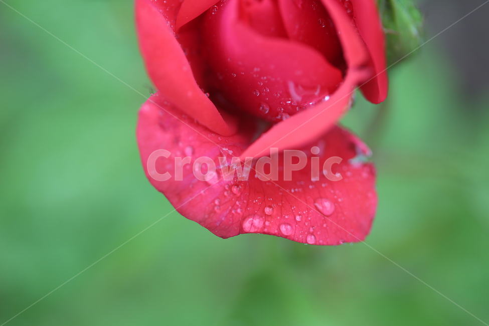 꽃,장미,빗방울,flower,rose,raindrop,식물,자연,plants,nature,꽃,flower