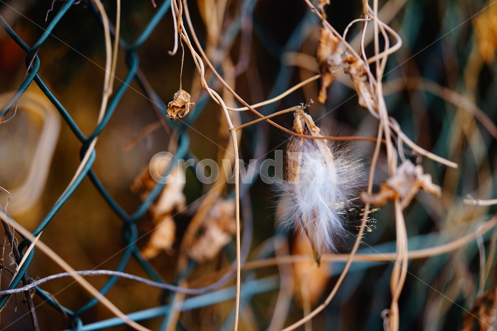 덩쿨,박주가리,씨앗,솜,꽃씨,봄,계절,spring,season,식물,자연,plants,nature