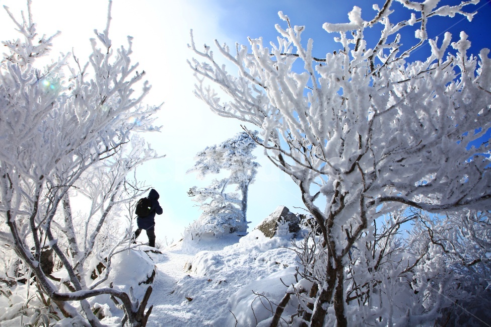 tree,나무,plant,식물,nature,자연,outdoors,옥외,ice,빙,snow,눈,mountain,산,mountainrange,산맥,상고대,무주,덕유산,덕유산설경,설경,설천봉,향적봉,중봉,덕유산국립공원