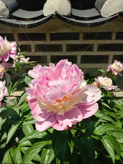 작약,peonyroot,여러해살이풀,식물,꽃