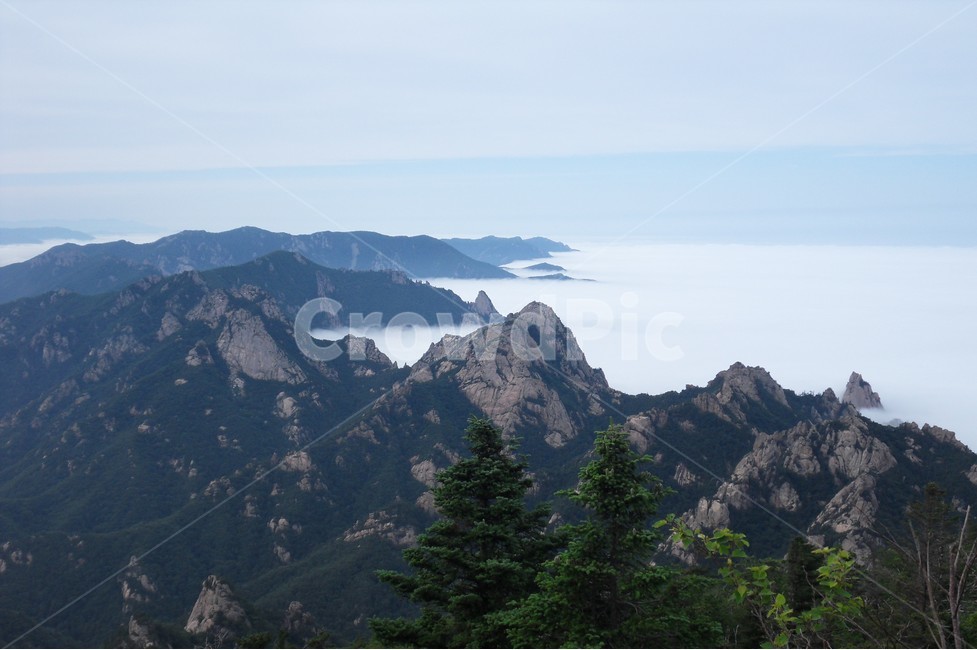 설악산,운해,바위,산,풍경,자연,풍경,nature,landscape,한국자연풍경,한국자연경관,korea nature landscape,plant,식물,tree,나무,abies,아비,fir,전나무,slope,경사