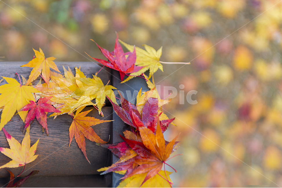 낙옆,단뭉,공원,가을,잎,노랑,빨강,나무잎,식물,배경,가을,계절,fall,autumn,season