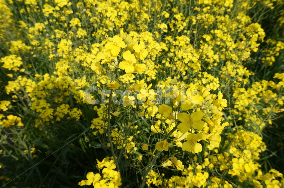 유채꽃,유채,노랑,봄,봄꽃,식물,자연,plants,nature,꽃,flower