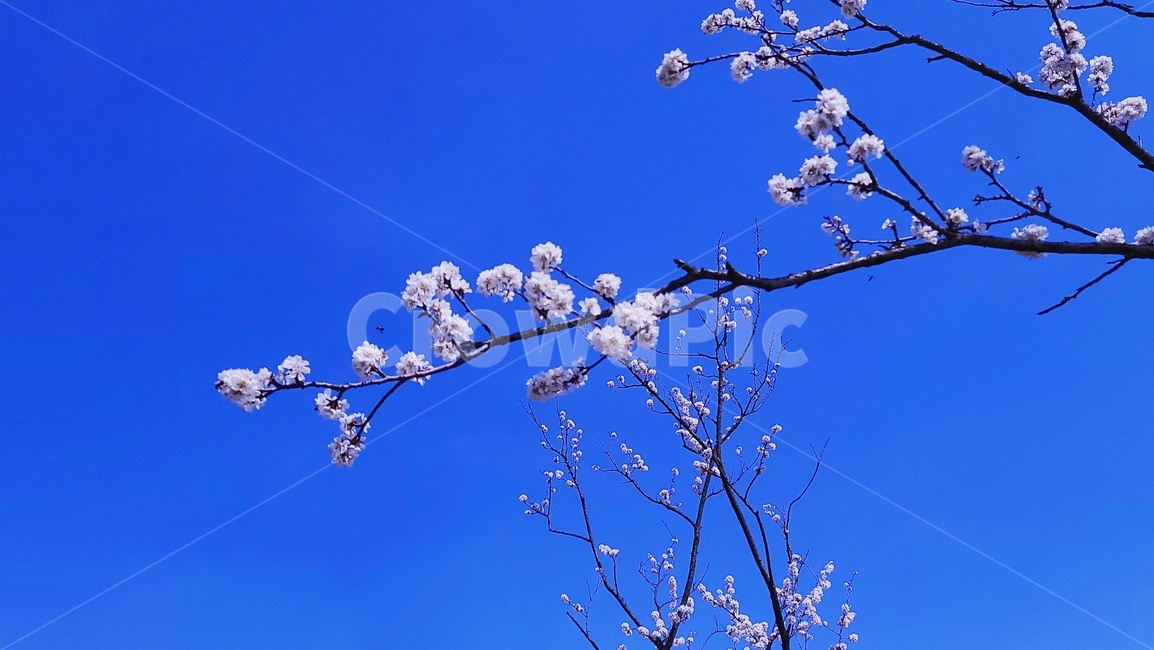 plant,blossom,flower,꽃,벚꽃
