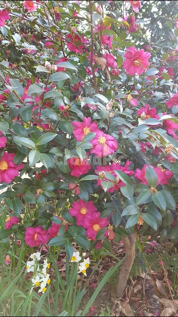동뱃,나무,꽃,봄,겨울,식물,자연,plants,nature,꽃,flower