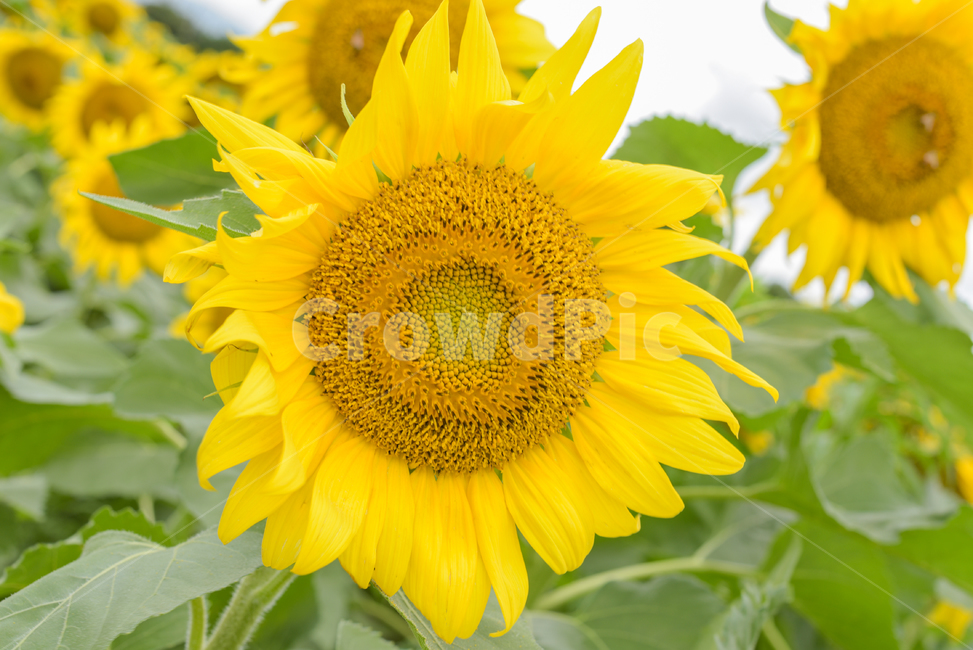 해바라기,sunflower,plant,식물,blossom,꽃,flower,해바라기밭,식물,자연,plants,nature,꽃,flower