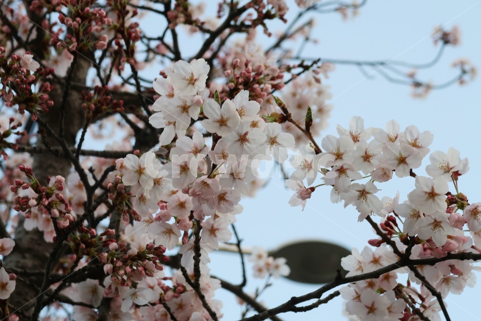 벚꽃,꽃,사쿠라,flower,나무,봄,벚꽃놀이,봄꽃,벚꽃나무,꽃놀이,체리블라썸,봄봄,봄,계절,spring,season,plant,식물,blossom,cherry blossom
