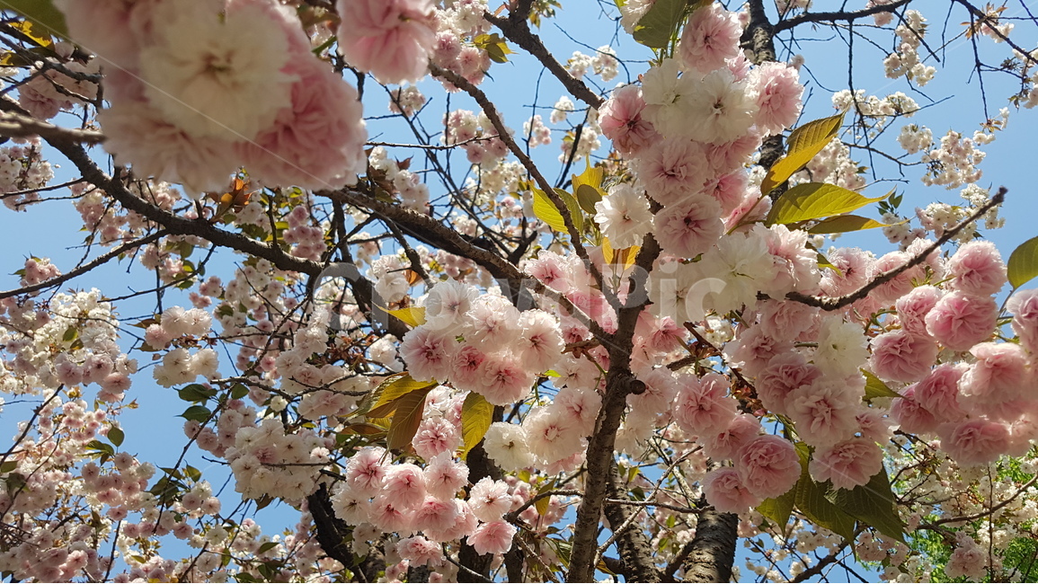 겹벚꽃,벚꽃,봄,꽃,핑크,cherryblossom,분홍,분홍색,자연,flower,flowers,spring,nature,plants,계절,pink,season,식물,왕벚꽃,꽃잎,봄,계절,spring,season,식물,자연,plants,nature,꽃,flower,plant,blossom