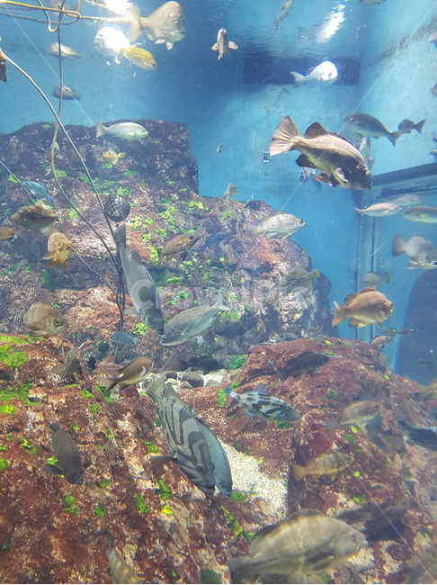 수족관,물고기,해양생물,animal,water,aquatic,터틀,turtle,sealife,reptile,동물,animal,어류,물고기,fish