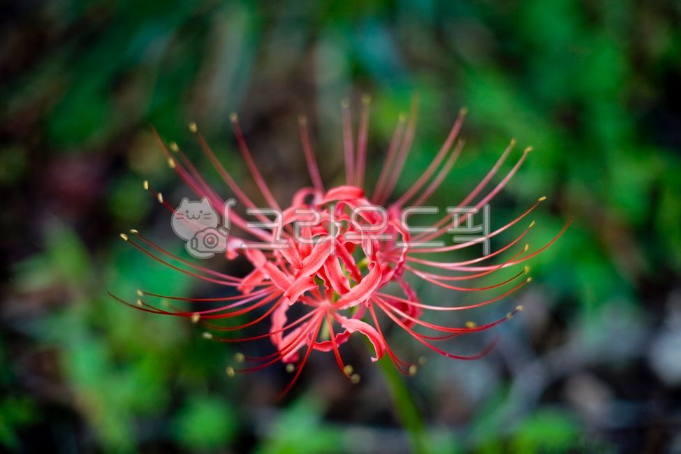 A bunch of flowers,plant,Similarization,flower,Seoksan